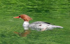 Common Merganser