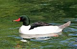 Common Merganserborder=