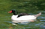 Common Merganser