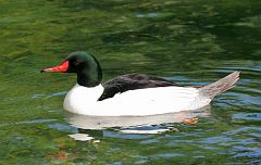 Common Merganser