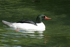 Common Merganser