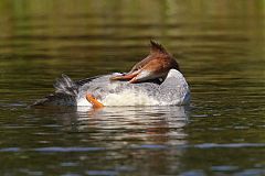 Common Merganser