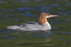 Common Merganser