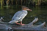 Common Merganser