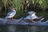 Common Merganser