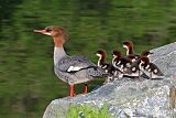 Common Merganser