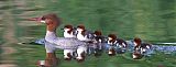 Common Merganser