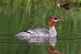 Common Merganser