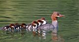 Common Merganser