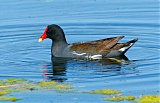 Common Gallinuleborder=