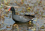 Common Gallinule