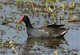 Common Gallinule