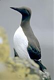 Common Murre