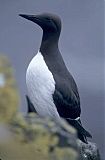 Common Murre