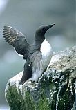 Common Murre