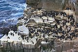 Common Murre