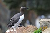 Common Murre