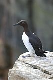 Common Murre