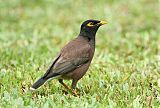 Common Myna