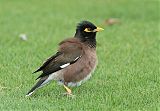 Common Myna