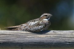 Common Nighthawk