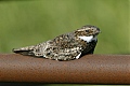 Common Nighthawk Common Nighthawk
