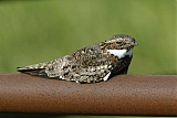 Common Nighthawk