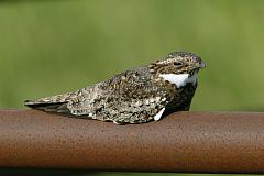 Common Nighthawk