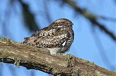 Common Nighthawk