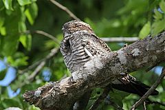 Common Nighthawk