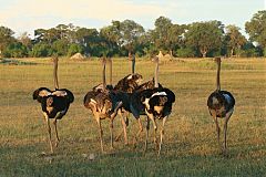 Common Ostrich