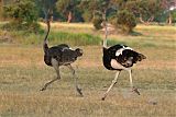 Common Ostrich