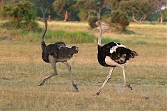 Common Ostrich