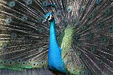 Indian Peafowl