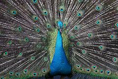 Indian Peafowl