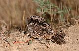 Common Poorwill