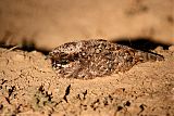 Common Poorwill