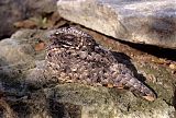 Common Poorwill