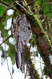 Common Potoo