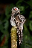 Common Potoo