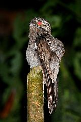 Common Potoo