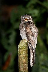 Common Potoo