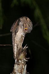 Common Potoo