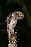 Common Potoo