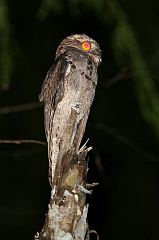 Common Potoo