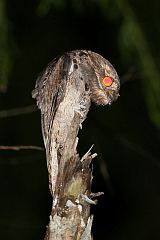 Common Potoo