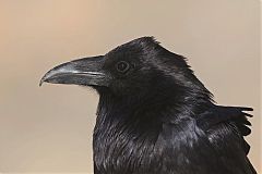 Common Raven