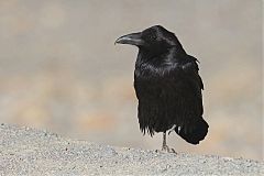 Common Raven