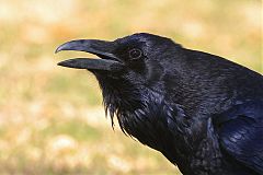 Common Raven