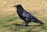 Common Ravenborder=